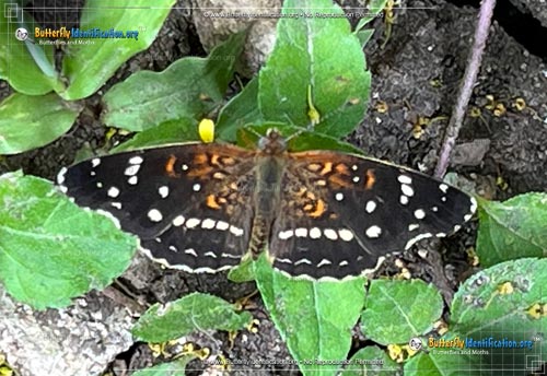 Thumbnail image #2 of the Texan Crescent Butterfly
