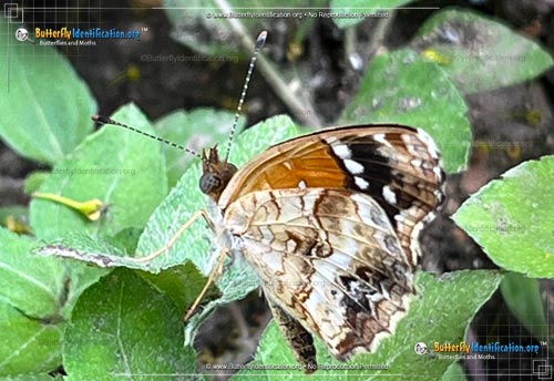 Thumbnail image #3 of the Texan Crescent Butterfly