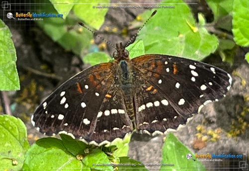 Thumbnail image #1 of the Texan Crescent Butterfly