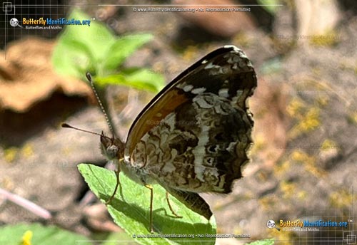 Thumbnail image #4 of the Texan Crescent Butterfly