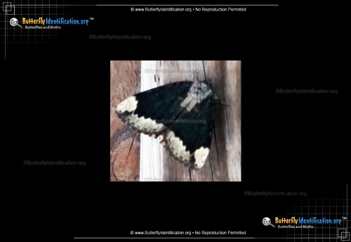 Thumbnail image #1 of the The Betrothed Moth