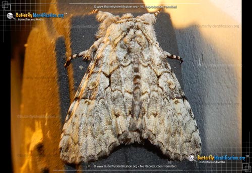 Thumbnail image #1 of the The Laugher Moth