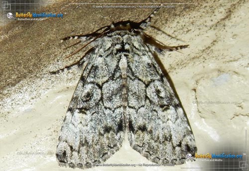 Thumbnail image #1 of the The Laugher Moth