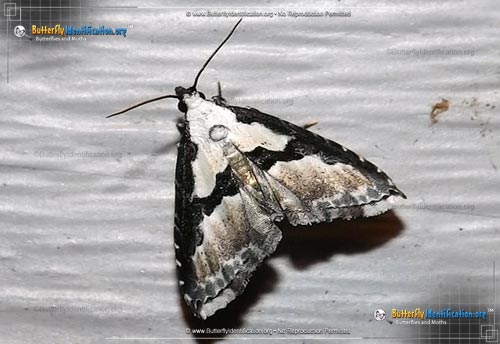 Thumbnail image #1 of the Thin-winged Owlet Moth