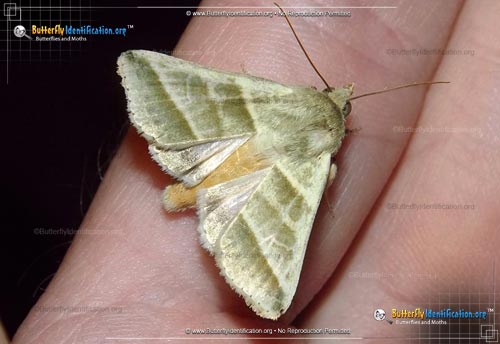 Thumbnail image #1 of the Tobacco Budworm Moth