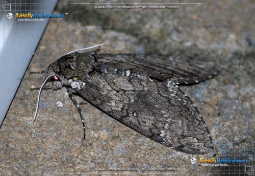 Thumbnail image #2 of the Tobacco Hornworm Moth