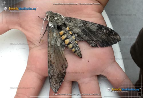 Thumbnail image #3 of the Tobacco Hornworm Moth