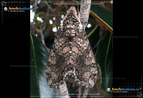 Thumbnail image #5 of the Tobacco Hornworm Moth