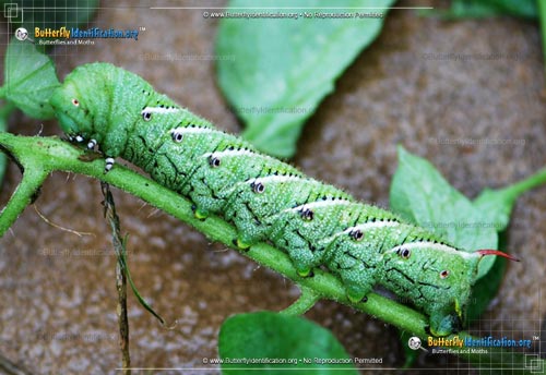 Thumbnail caterpillar image of the Tobacco Hornworm Moth
