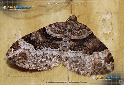 Thumbnail image #1 of the Toothed Brown Carpet Moth