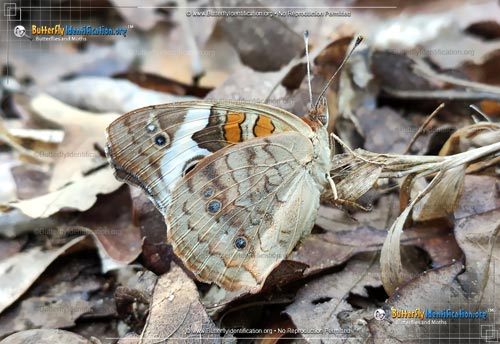 Thumbnail image #1 of the Tropical Buckeye Butterfly