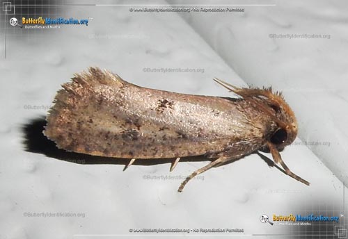 Thumbnail image #1 of the Tubeworm Moth