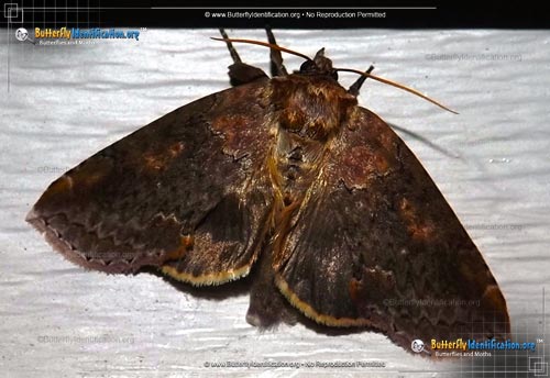 Thumbnail image #1 of the Tufted Thyatirin Moth
