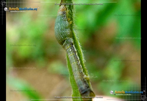 Thumbnail caterpillar image of the Tulip-tree Beauty Moth