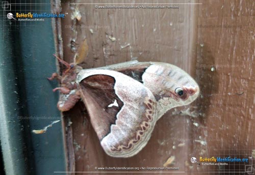 Thumbnail image #3 of the Tulip-tree Silkmoth
