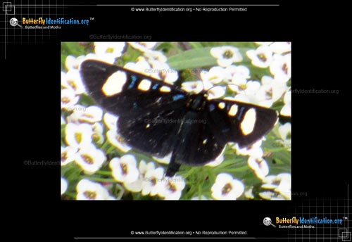 Thumbnail image #1 of the Two-spotted Forester Moth