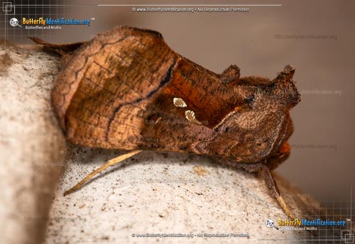 Thumbnail image #1 of the Two-spotted Looper