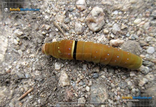 Thumbnail caterpillar image of the Two-tailed Swallowtail