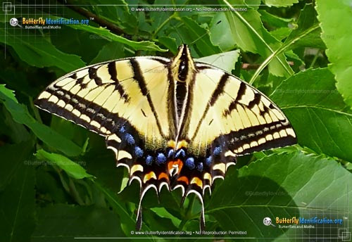 Thumbnail image #1 of the Two-tailed Swallowtail