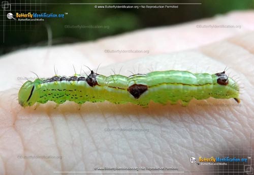 Thumbnail image #1 of the Variable Oakleaf Caterpillar Moth
