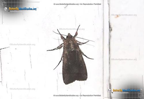 Thumbnail image #1 of the Variegated Cutworm Moth