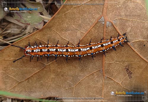Thumbnail caterpillar image of the Variegated Fritillary Butterfly