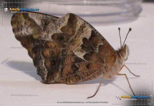 Thumbnail image #5 of the Variegated Fritillary Butterfly