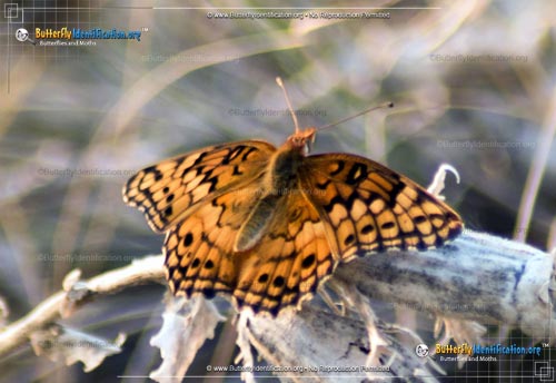 Thumbnail image #4 of the Variegated Fritillary Butterfly