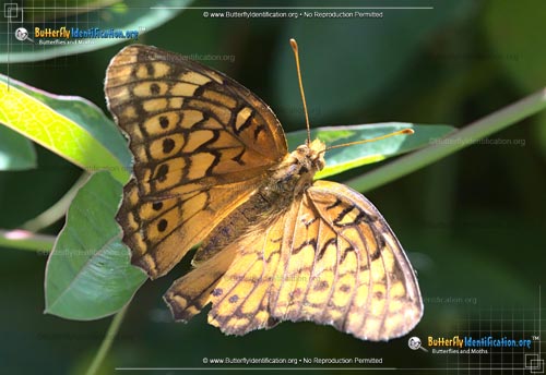 Thumbnail image #1 of the Variegated Fritillary Butterfly