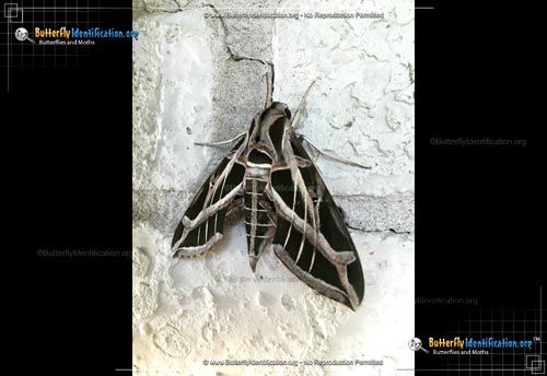 Thumbnail image #2 of the Vine Sphinx Moth