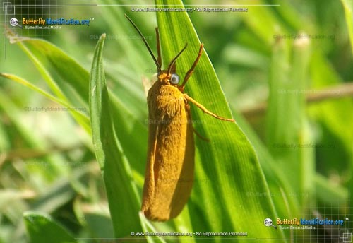 Thumbnail image #2 of the Virbia Moth