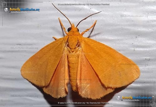 Thumbnail image #1 of the Virbia Moth