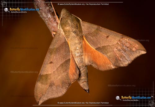 Thumbnail image #4 of the Virginia Creeper Sphinx Moth