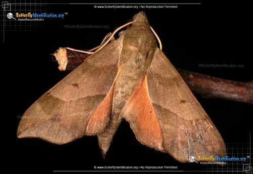 Thumbnail image #3 of the Virginia Creeper Sphinx Moth