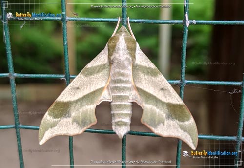 Thumbnail image #5 of the Virginia Creeper Sphinx Moth