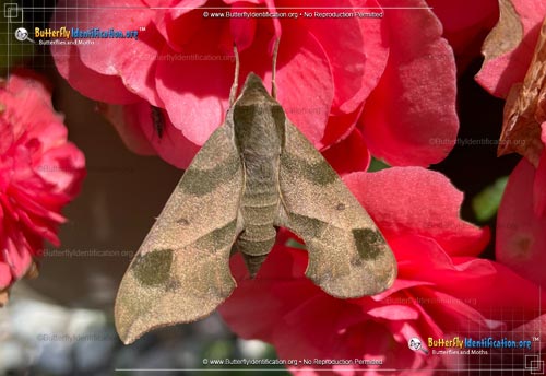 Thumbnail image #1 of the Virginia Creeper Sphinx Moth