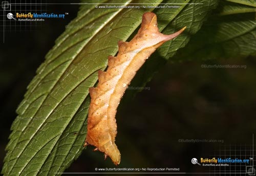 Thumbnail caterpillar image of the Virginia Creeper Sphinx Moth