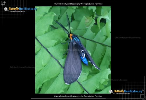 Thumbnail image #4 of the Virginia Ctenucha Moth