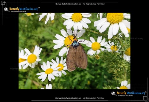 Thumbnail image #1 of the Virginia Ctenucha Moth