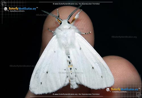 Thumbnail image #1 of the Virginian Tiger Moth
