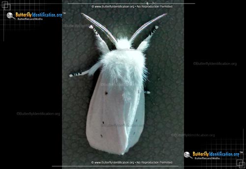 Thumbnail image #2 of the Virginian Tiger Moth