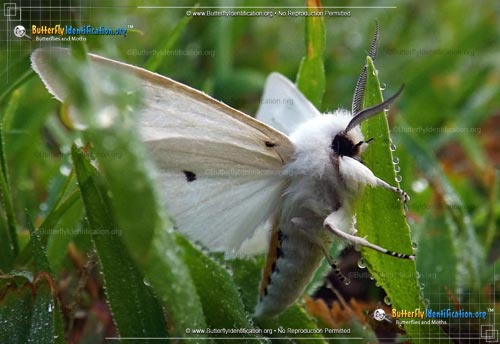 Thumbnail image #3 of the Virginian Tiger Moth