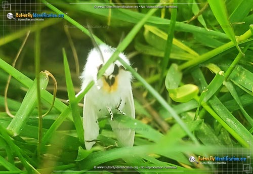 Thumbnail image #6 of the Virginian Tiger Moth