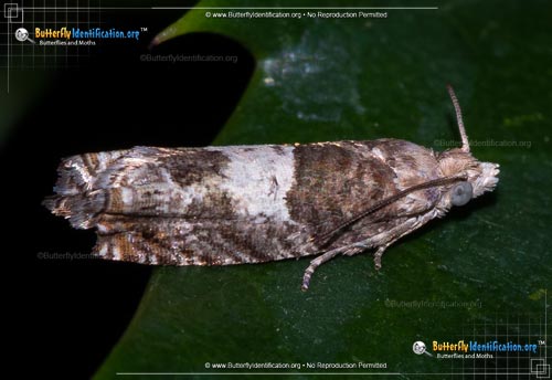 Thumbnail image #1 of the Walker's Epinotia Moth