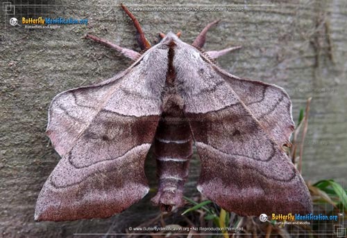 Thumbnail image #1 of the Walnut Sphinx Moth