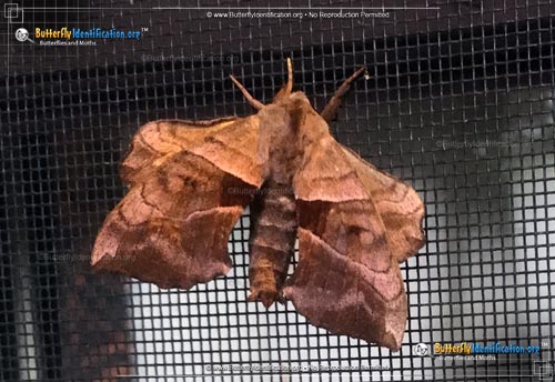 Thumbnail image #4 of the Walnut Sphinx Moth