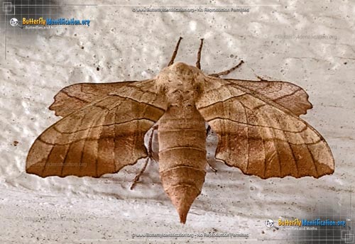 Thumbnail image #5 of the Walnut Sphinx Moth