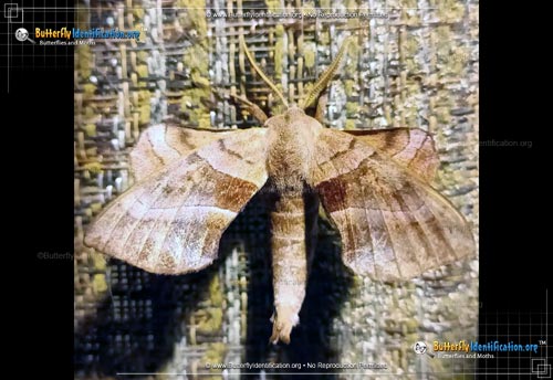 Thumbnail image #2 of the Walnut Sphinx Moth
