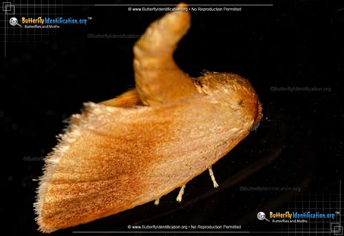 Thumbnail image #2 of the Warm-chevroned Moth