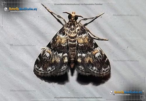 Thumbnail image #1 of the Waterlily Leafcutter Moth